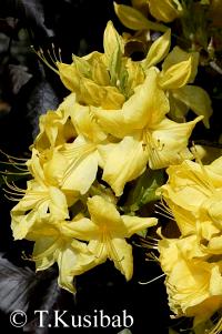 Rhododendron Anneke