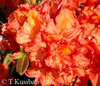 Rhododendron Apricot