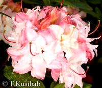 Rhododendron Cannon\\\'s Double