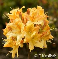 Rhododendron Christopher Wren