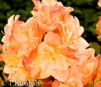 Rhododendron Csárdás