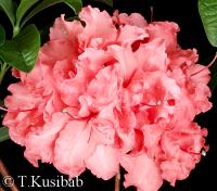 Rhododendron Fabiola