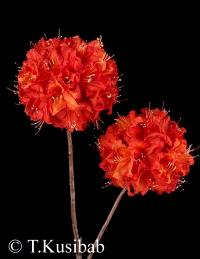 Rhododendron Fireball