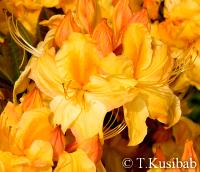 Rhododendron Golden Sunset