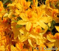 Rhododendron Goldtopas