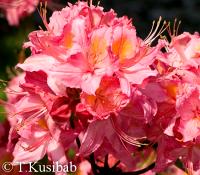 Rhododendron Juanita