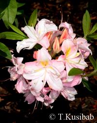 Rhododendron Juniduft (R.&nbsp;viscosum)