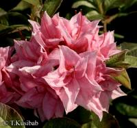 Rhododendron Kilian