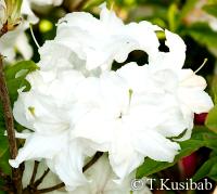Rhododendron Kranenelfe (R. viscosum)