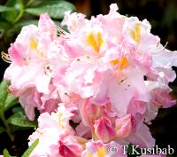 Rhododendron Kranenfee