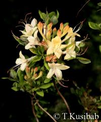 Rhododendron Lemon Drop (R. viscosum)