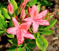 Rhododendron Lollipop (R.&nbsp;viscosum)