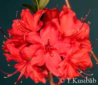 Rhododendron Nabucco