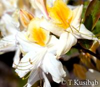 Rhododendron x atlanticum Northern Hi-Lights