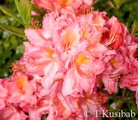 Rhododendron Pink Delight