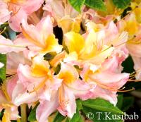 Rhododendron Quite Thoughts (R. viscosum)