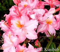 Rhododendron Raimunde