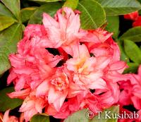 Rhododendron Rosenköpfchen