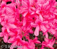 Rhododendron x prinophyllum Rosy Lights
