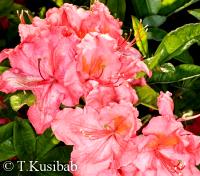 Rhododendron Sarina