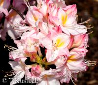 Rhododendron Satomi