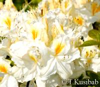 Rhododendron Schneegold