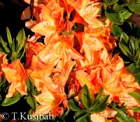 Rhododendron Spek\'s Orange
