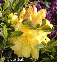 Rhododendron Umpqua Queen