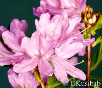 Rhododendron x prinophyllum Western Lights