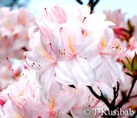 Rhododendron White Lights (R. prinophyllum)