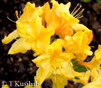 Rhododendron Windsor Sunbeam
